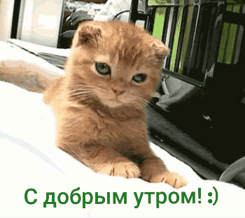 Смешная gif картинка с добрым утром с милым зевающим котёнком!