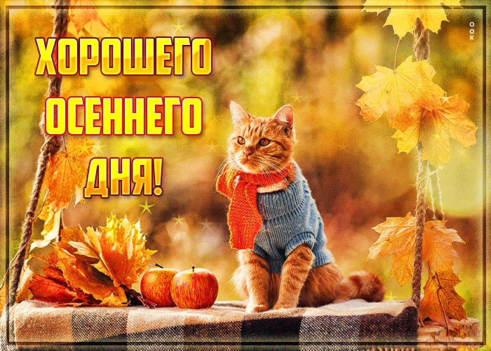 Открытка хорошего осеннего дня с котом