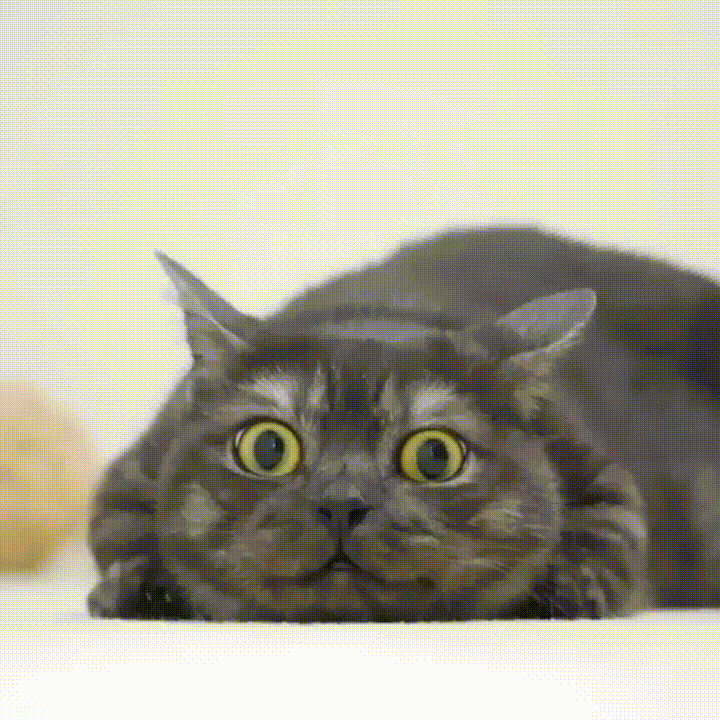 Кошки гифки, Смешные коты гифки