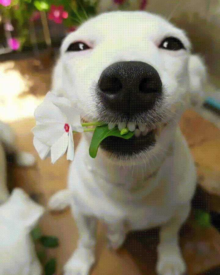 Собака улыбака Джек Рассел gif анимация, картинка, гифка