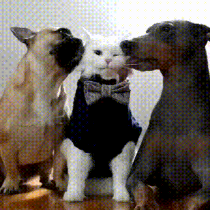 Забавные животные гифки