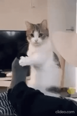 Забавная анимация с котиком