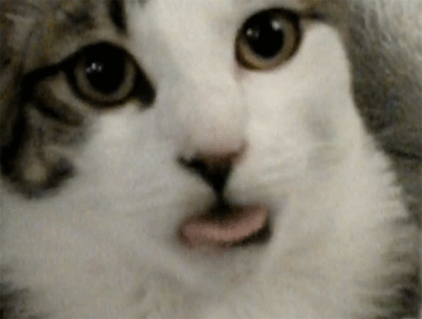 Милая gif картинка Язычок кота.