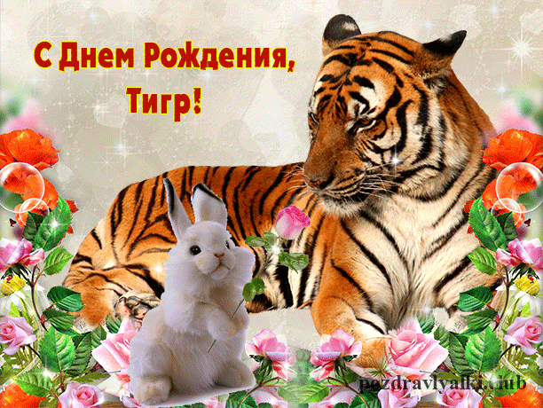 Красивые картинки гифки на день рождения с Тиграми!