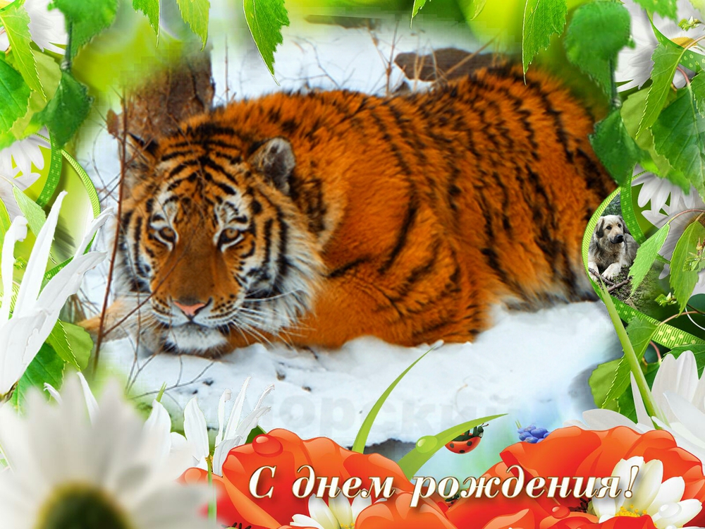 Красивая открытка на день рождения в год Тигра!