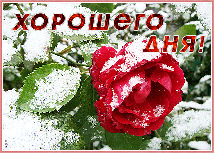 Очень милая картинка хорошего дня, красная роза в снегу!