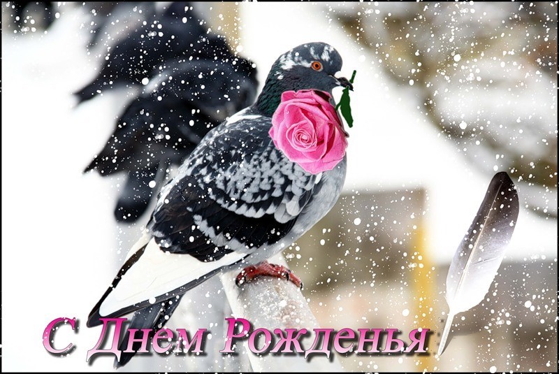 Красивые новые Открытки с днём рождения зимой