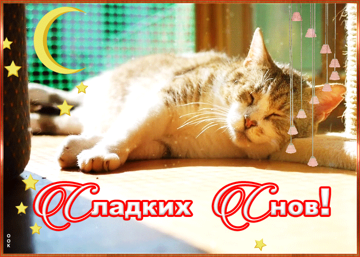Картинка сладких снов с котиком Картинка сладких снов с котиком