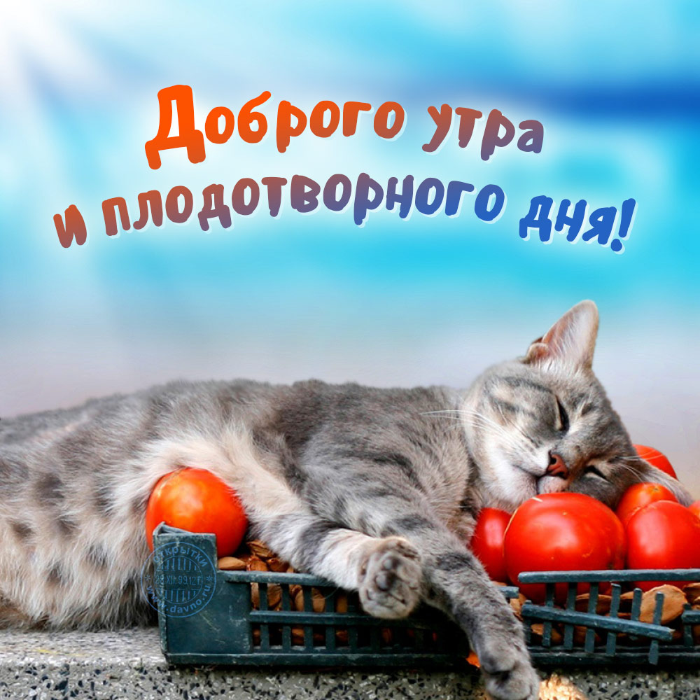Картинки на Андроид Доброе утро милые и приятные .
