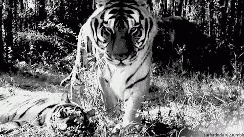 Тигр tigre le tigre гифка.