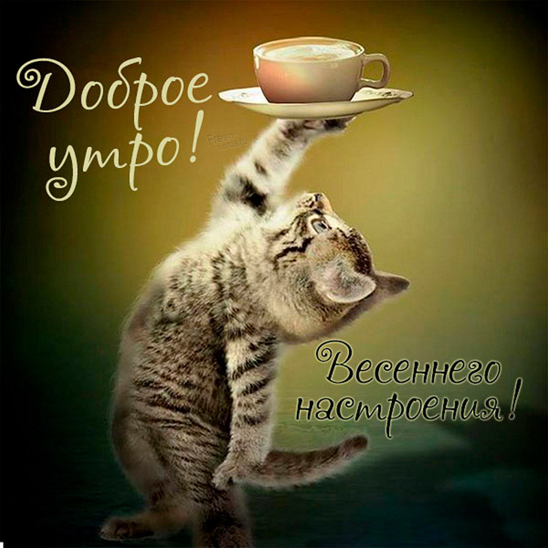 Забавная картинка с котиком и пожеланием доброго утра!