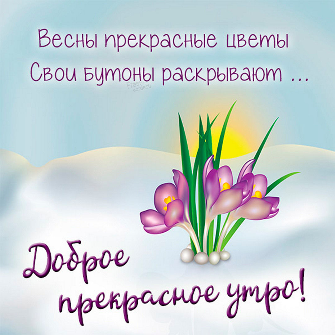 Весны прекрасные цветы свои бутоны раскрывают... Доброе прекрасное утро!