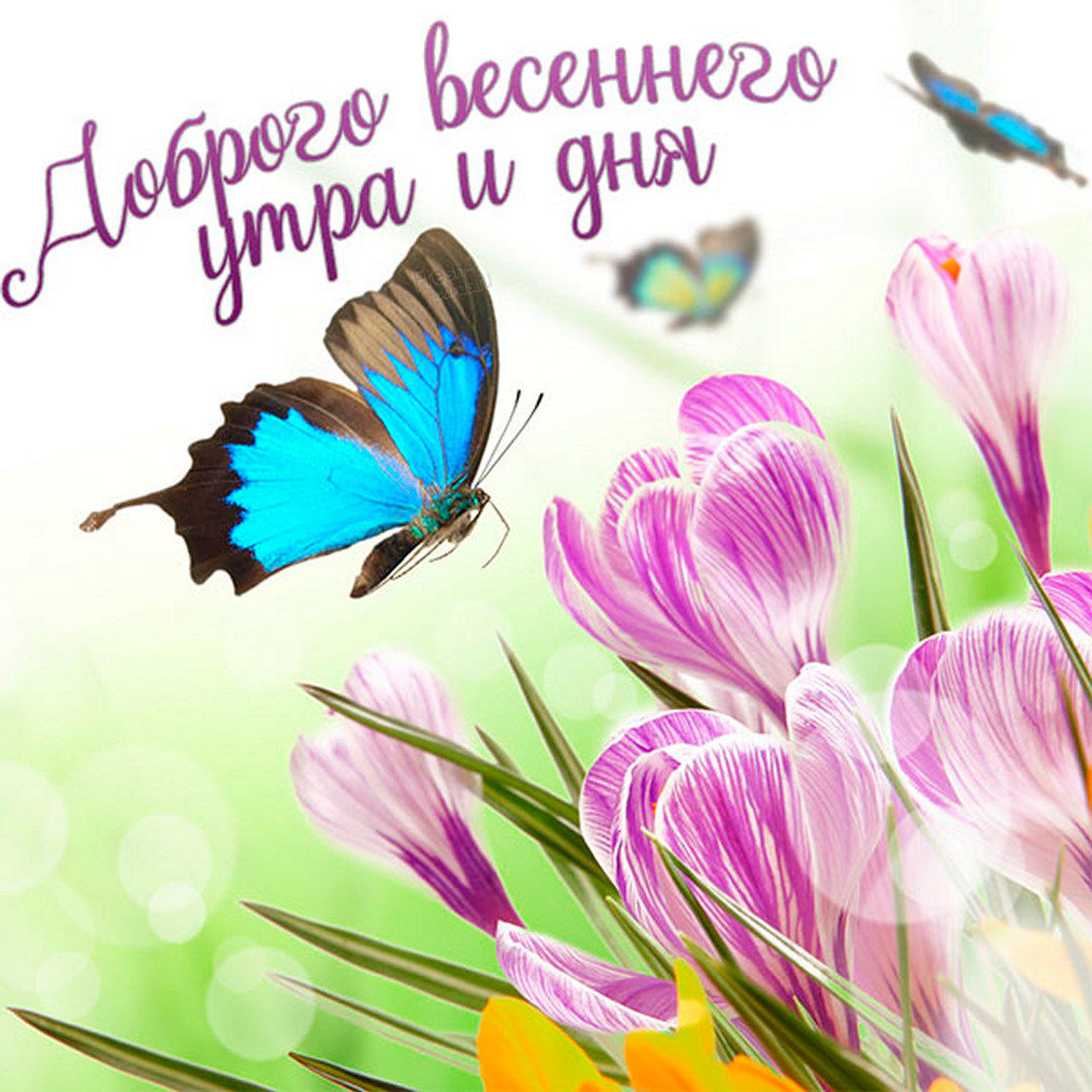 Доброго весеннего утра и дня!