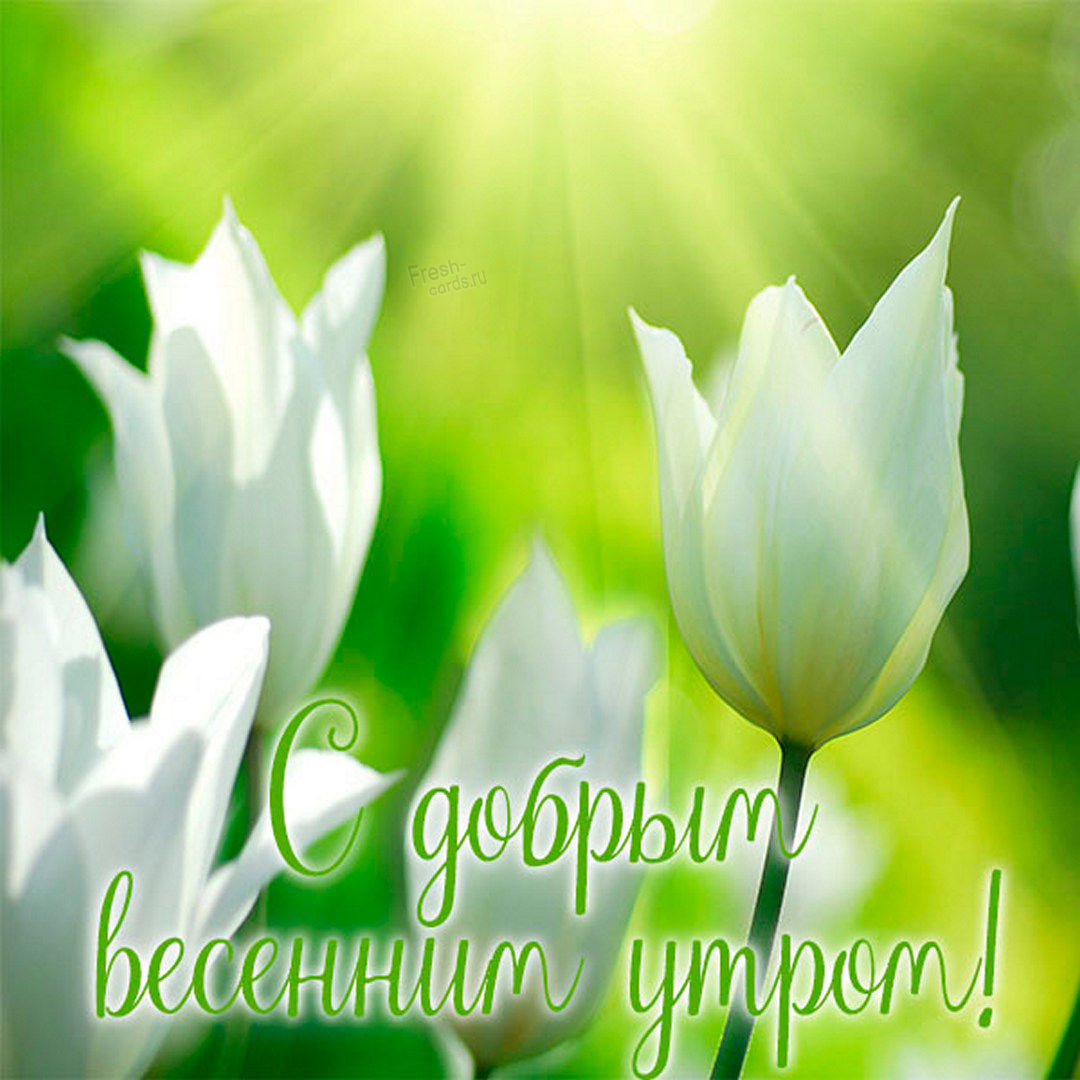 Открытка с добрым весенним утром!