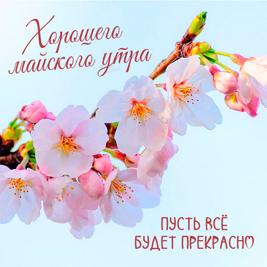 Яркая красивая картинка с цветами и пожеланием Хорошего Майского утра!