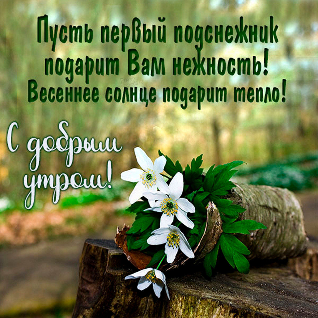 Пусть первый подснежник подарит вам нежность! Весеннее солнце подарит тепло!