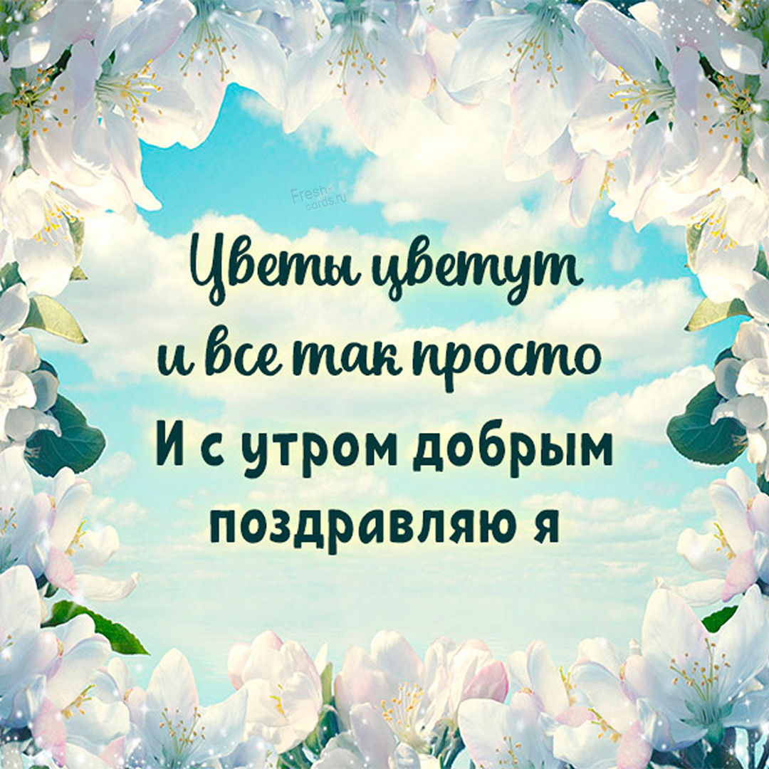 Цветы цветут и всё так просто! И с утром добрым поздравляю Я!