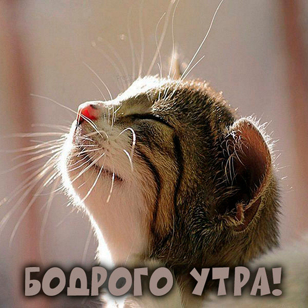 Красивая картинка с котёнком и добрым утром!