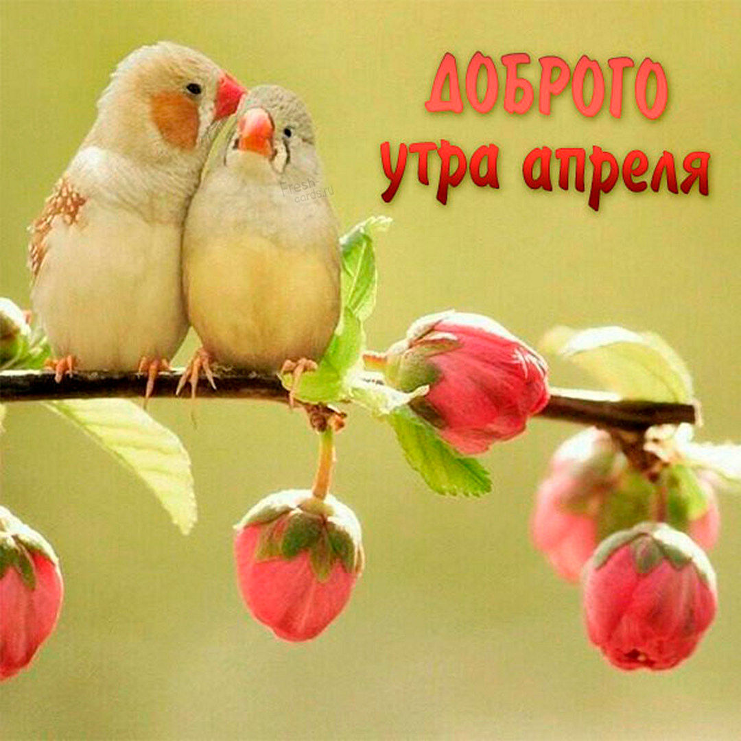 Красивая картинка с попугаями и пожеланием доброго утра Апреля!