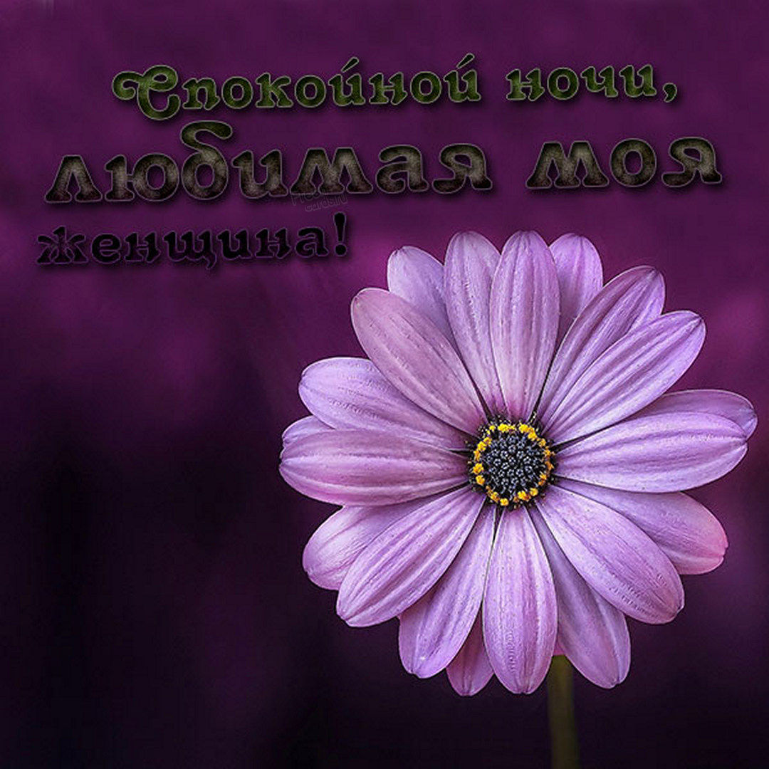 Спокойной ночи, любимая моя женщина!