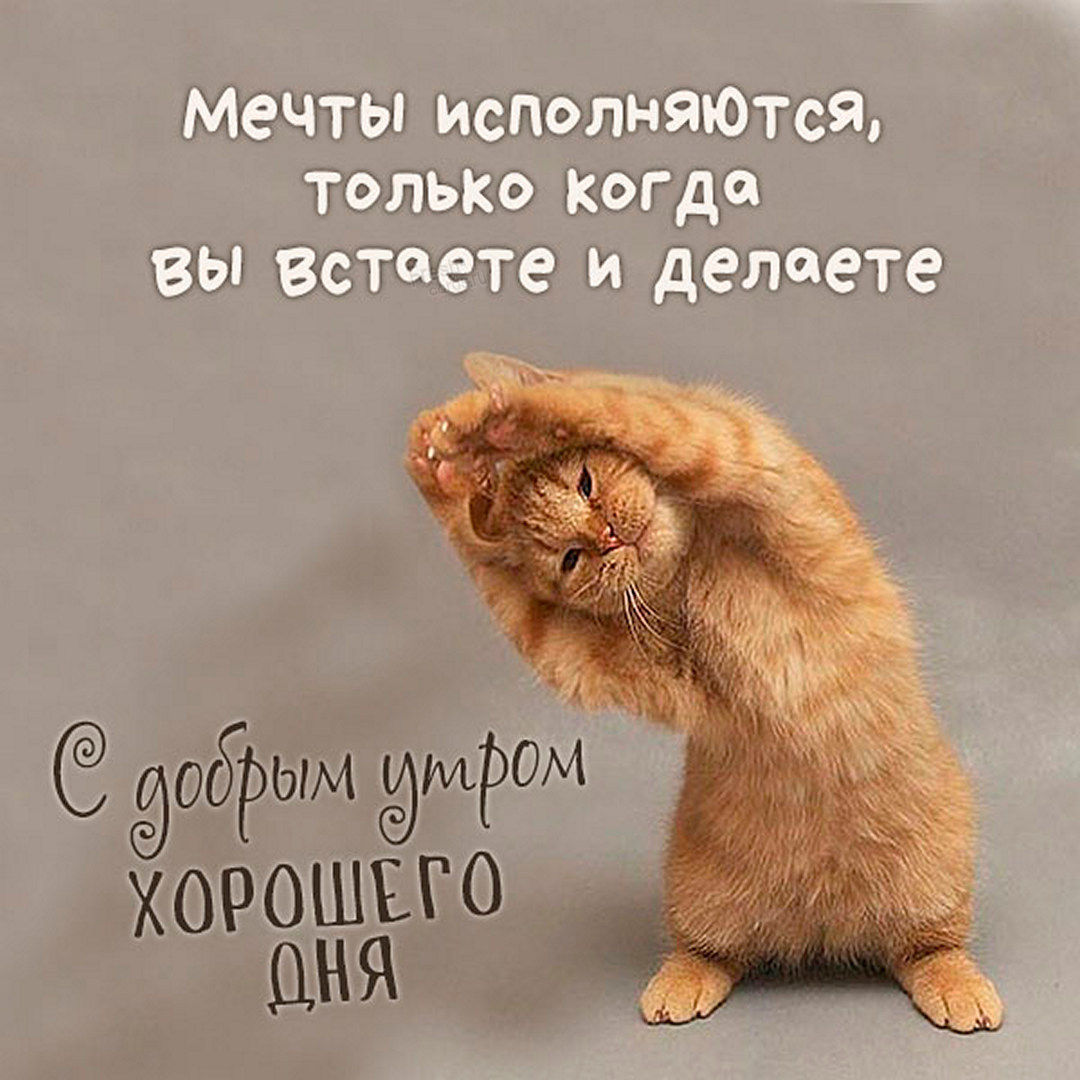 Креативная необычная картинка с рыжим котиком! Мечты исполняются, только когда вы встаёте и делаете... С добрым утром и хорошего дня!