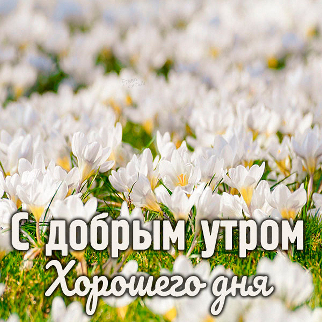 Открытка с полевыми цветами и пожеланием доброго утра и хорошего дня для девушки, женщины!