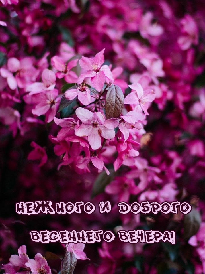 Желаю доброго весеннего вечера!