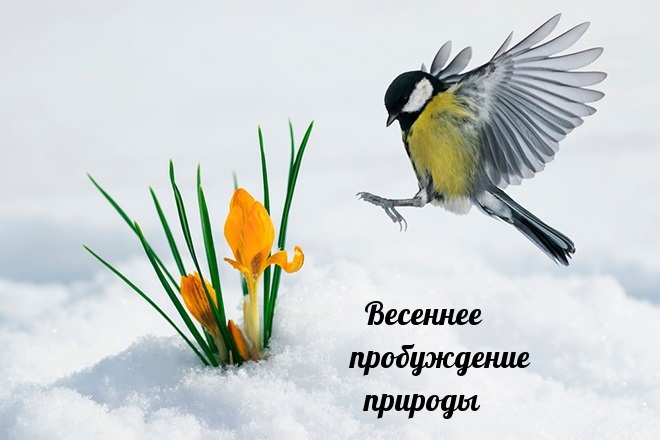 Хостинг картинок yapx.ru