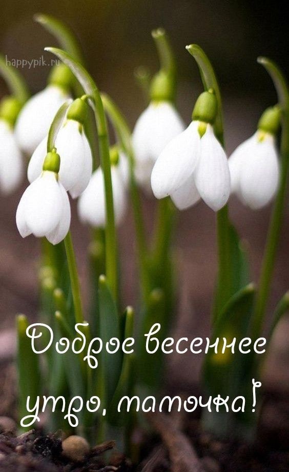 Хостинг картинок yapx.ru