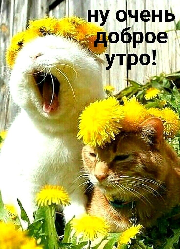 Картинки "Доброе весеннее утро"  с котиками.