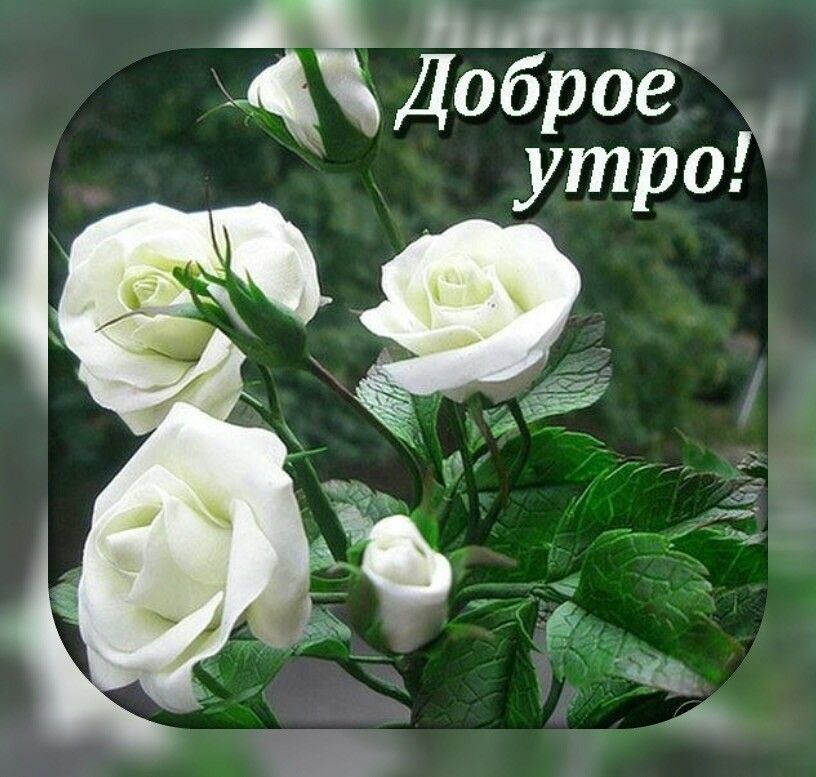 Красивые Розы, Необычные Цветы, Белые Розы, Белые Цветы, Сады, Природа, Доброго утра с белыми розами картинки