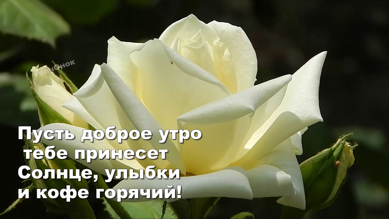 Доброе утро девушке фото. Открытки с добрым утром с белыми розам