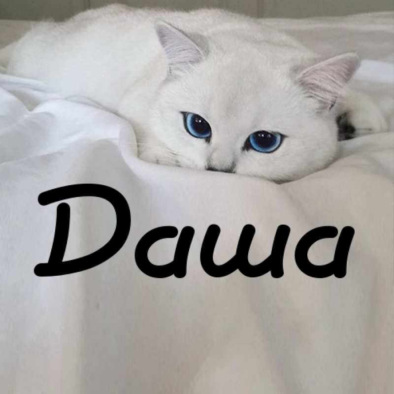 Красивое имя Даша, Обои с именем Даша