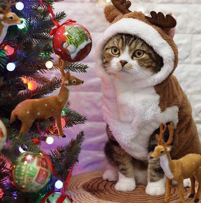 Новогодние коты Рождество, Кошачьи Поделки, Обои, Милые Котики