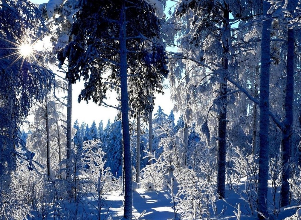 Красивый заснеженный лес