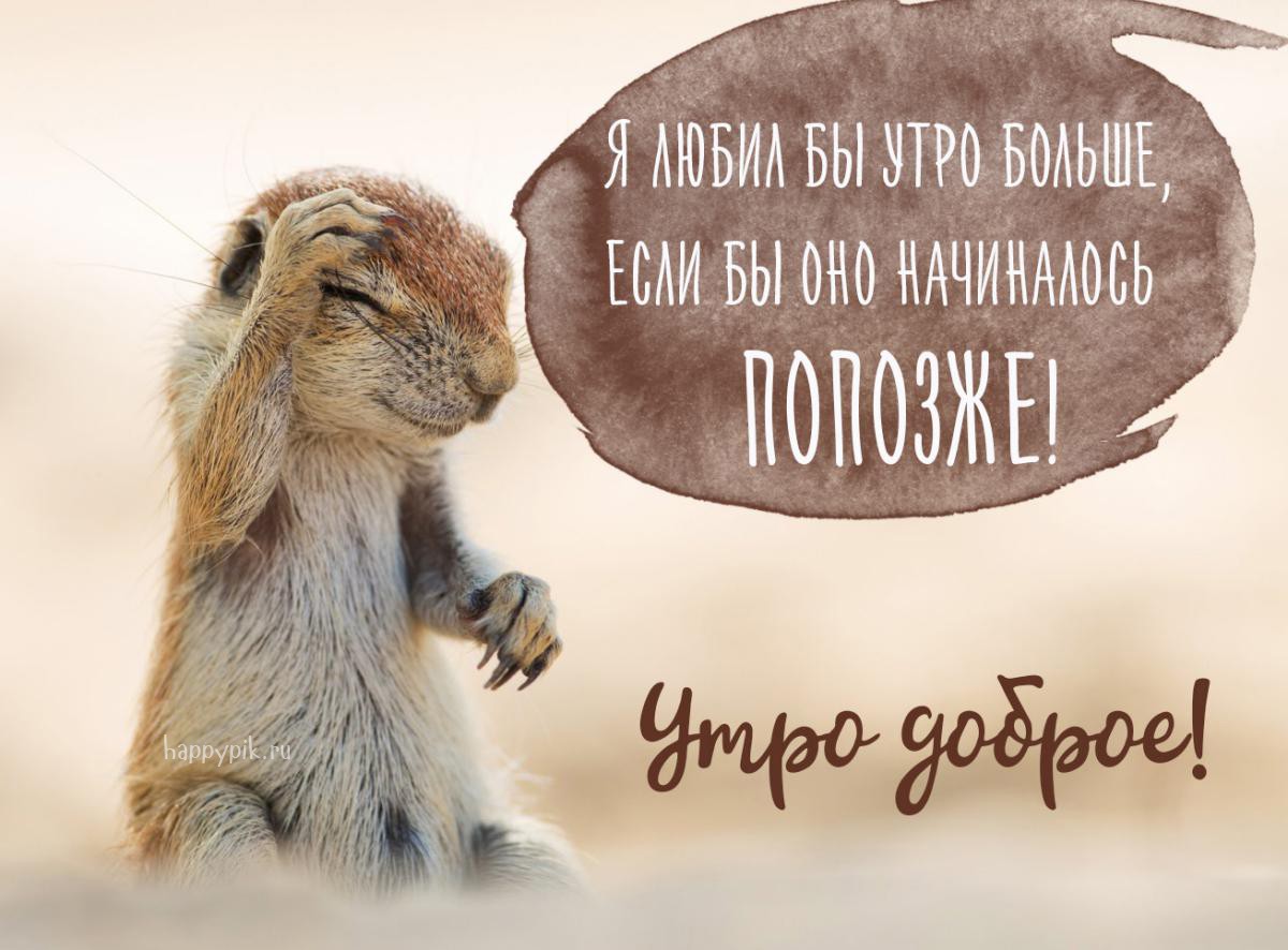 Картинки c ЖИВОТНЫМИ с добрым утром. С добрым утром прикольные смешные картинки и открытки!