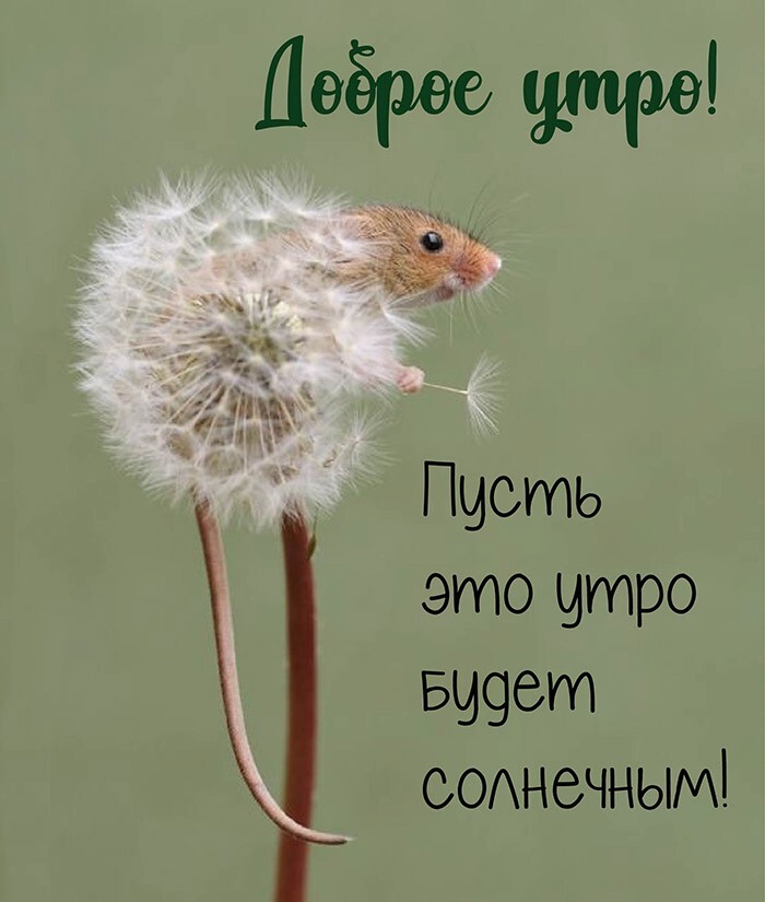 Смешные пожелания доброго утра в картинках!