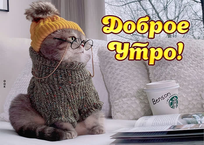 Великолепная картинка с кошкой у окна, доброе утро