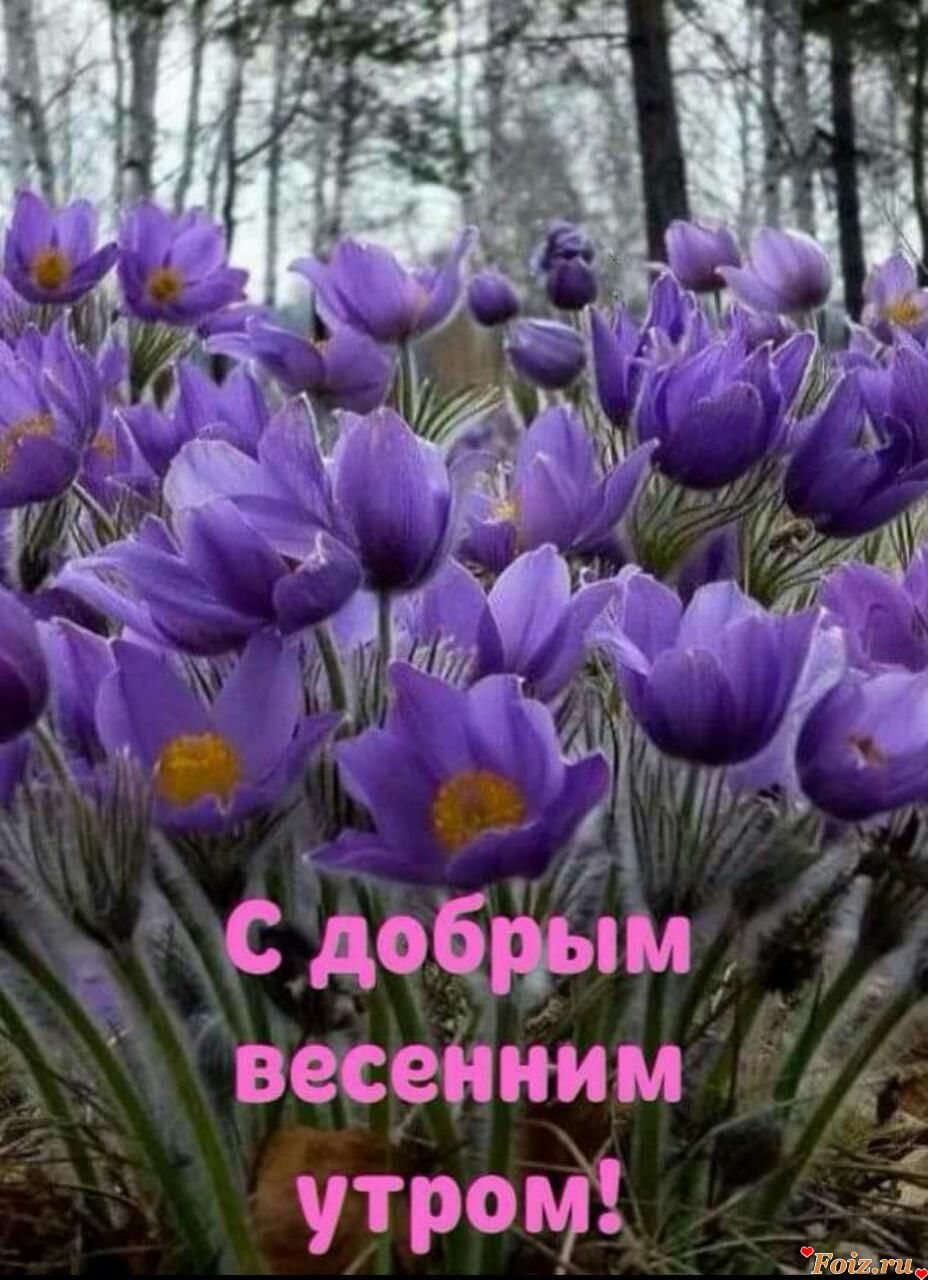 Пожелания с добрым весенним утром с цветами