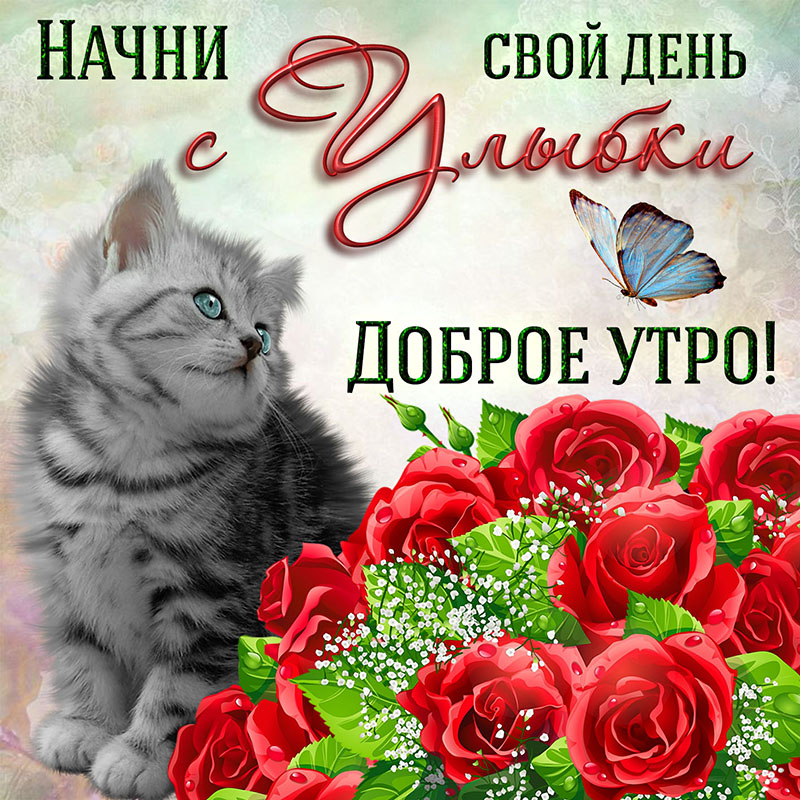 Открытка на доброе утро с котиком и букетом роз. Открытка на доброе утро с котиком и букетом роз.