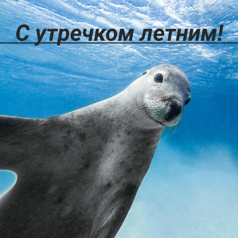 Желайте друг другу доброго летнего утра, с помощью наших красочных картинок, чтобы лето длилось как можно дольше. Желайте друг другу доброго летнего утра, с помощью наших красочных картинок, чтобы лето длилось как можно дольше.