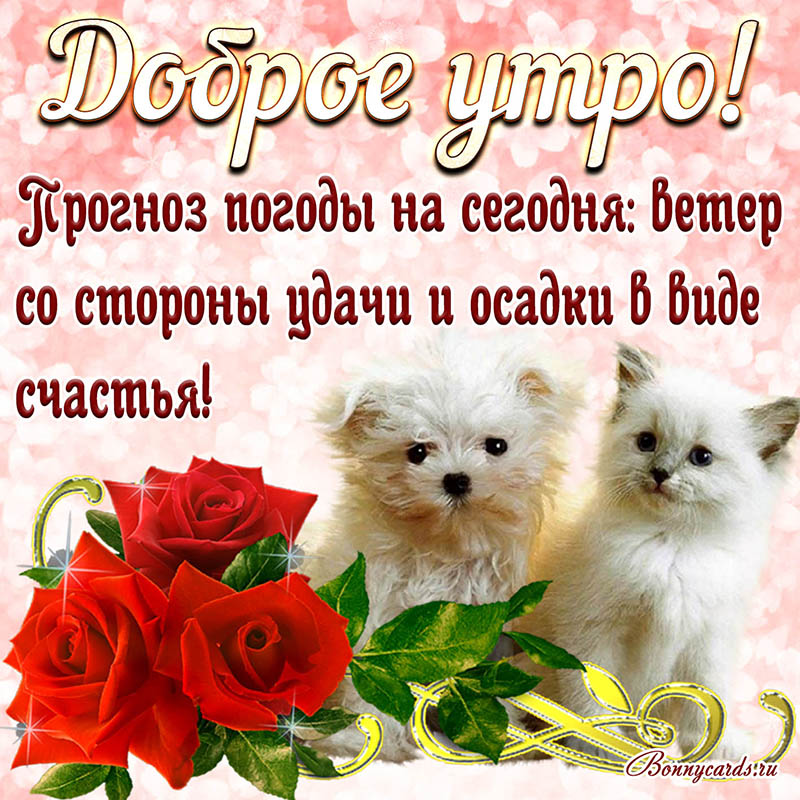 Пёсик и кошечка на открытке желают Вам доброго утра. Пёсик и кошечка на открытке желают Вам доброго утра.