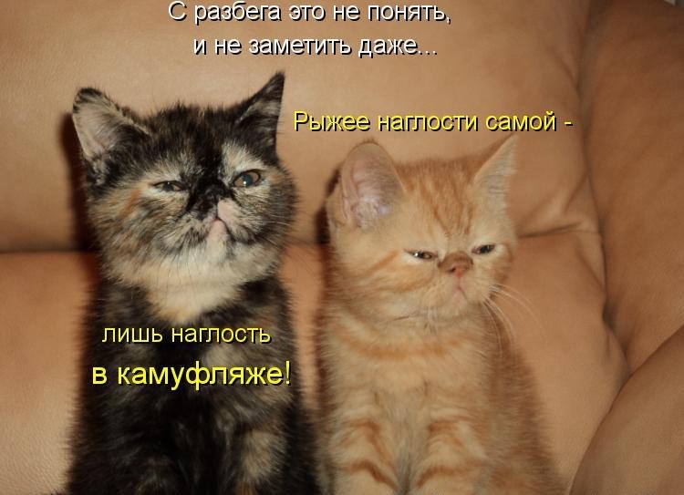 Хостинг картинок yapx.ru