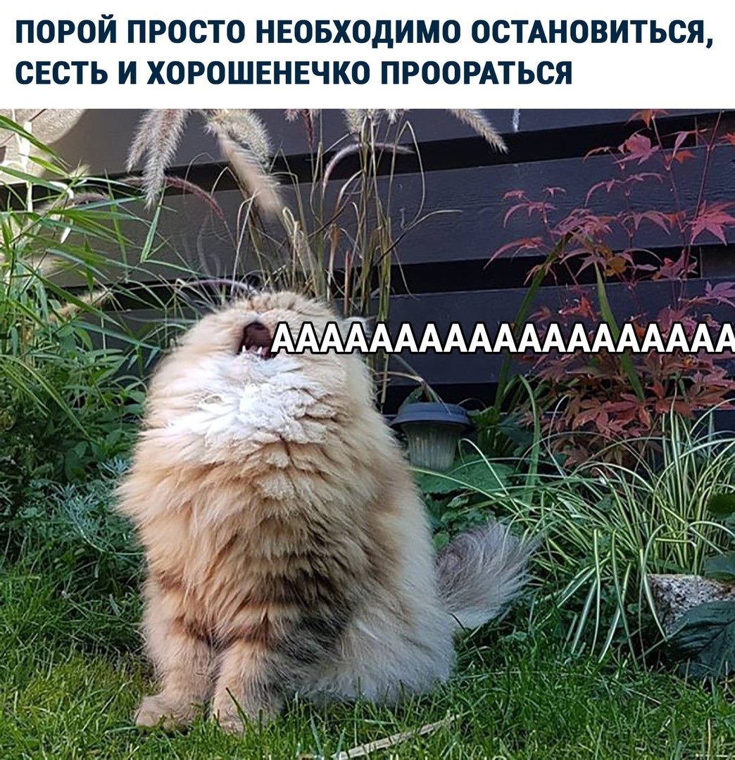 Хостинг картинок yapx.ru
