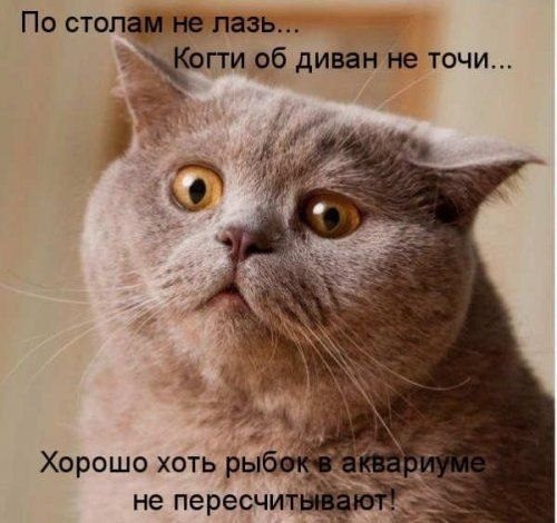 Хостинг картинок yapx.ru