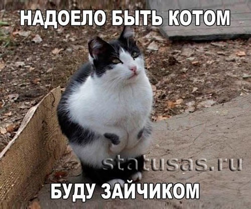 Хостинг картинок yapx.ru