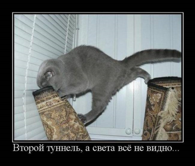 Хостинг картинок yapx.ru