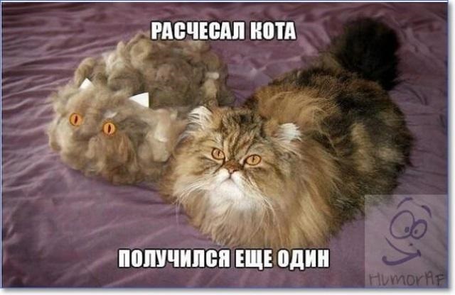 Хостинг картинок yapx.ru
