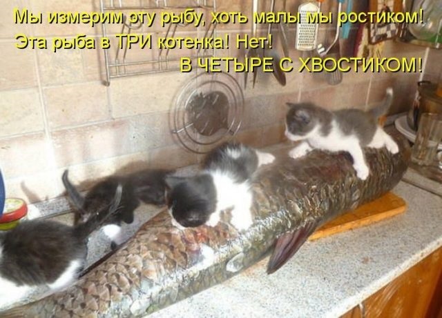 Хостинг картинок yapx.ru