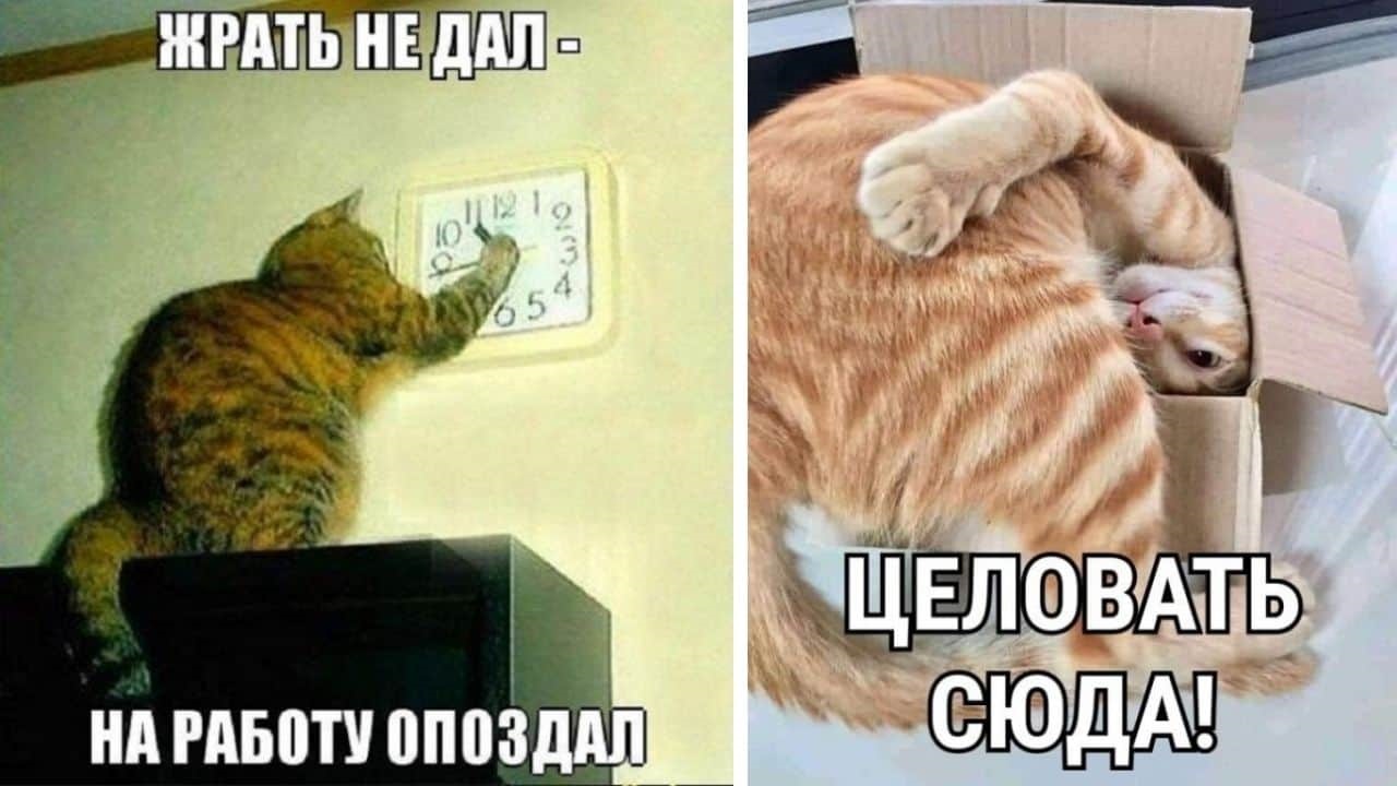 Хостинг картинок yapx.ru